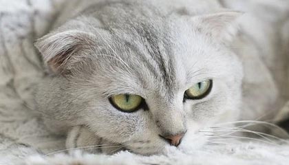 WTT中国大满贯9月5日开启售票，国乒将派出最强阵容